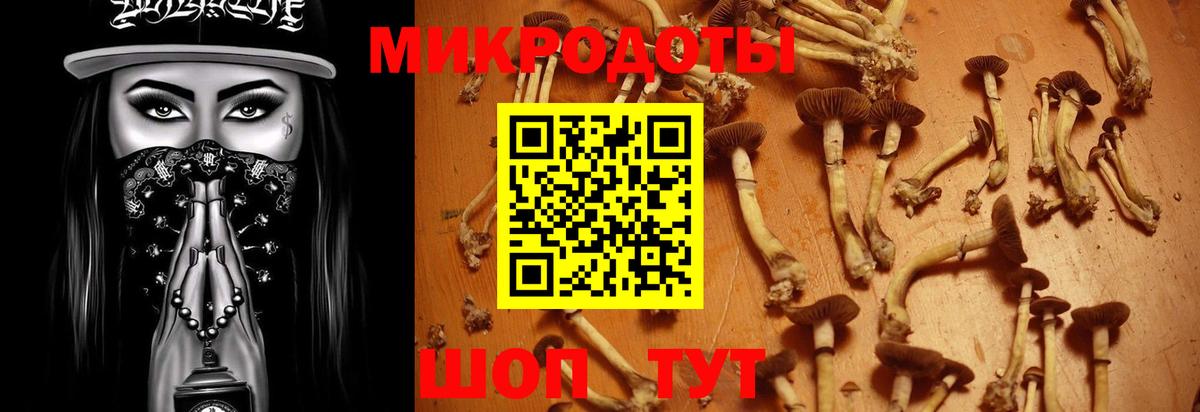 Галлюциногенные грибы Psilocybe Клинцы